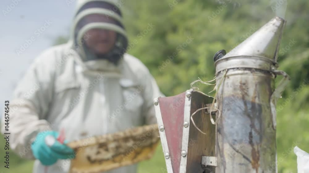  Bee keeper lifting out honeycomb from the hive to take a look