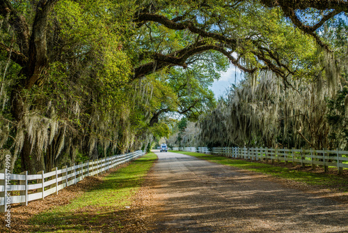 Tableau sur toile country road, spanish moss, louisiana