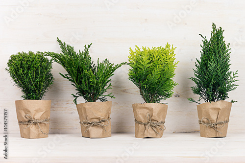 Murais de parede Home decoration of different young green conifer plants in pots with copy space on beige wood table