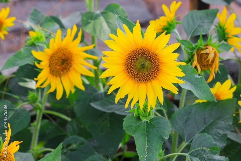 sunflowers yellow blooming in garden flower beautiful sunflowers yellow blooming in garden flower beautiful