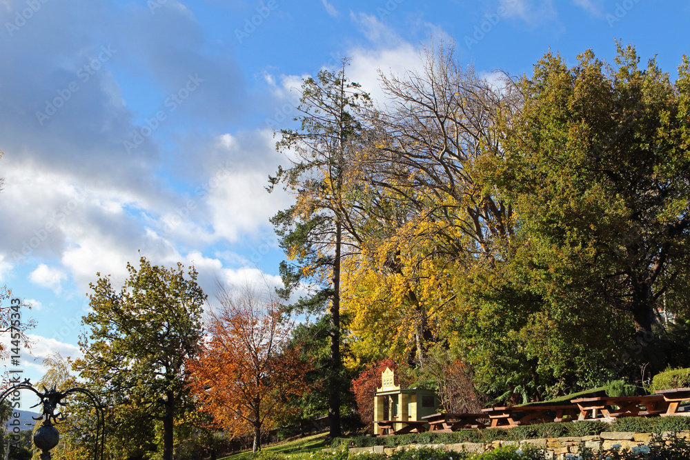 Autumn Leaves Color