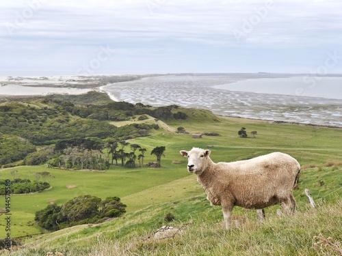 Sheep standing on hill in front of beach landscape Farewell Spit New