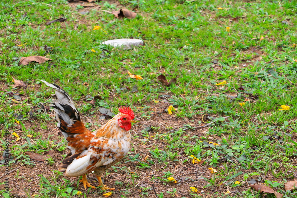 chicken beautiful on the grass ( species hen serama in farm south of Thailand ), chicken beautiful on the grass ( species hen serama in farm south of Thailand ),