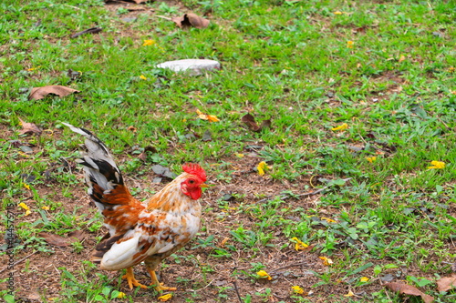 chicken beautiful on the grass ( species hen serama in farm south of Thailand ),