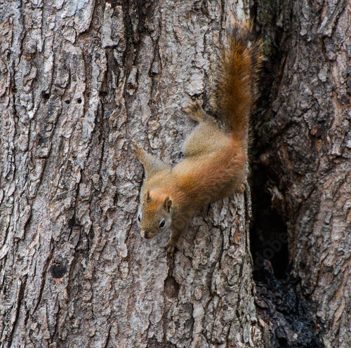 American Red Squirrel on Tree Trunk © FotoRequest