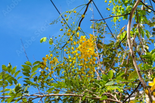 Cassia fistula. Golden Shower Tree in natural beautiful on the blue sky background photo
