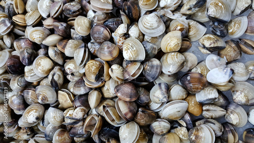 Obraz na plátně Closeup of the clams