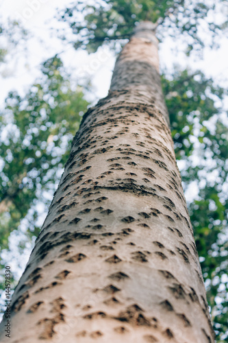 low angle close up of the birch tree bark texture and green leaves..