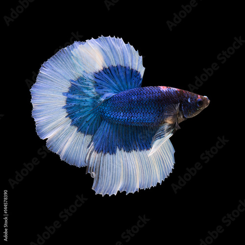 siamese fighting fish on black background, betta fish