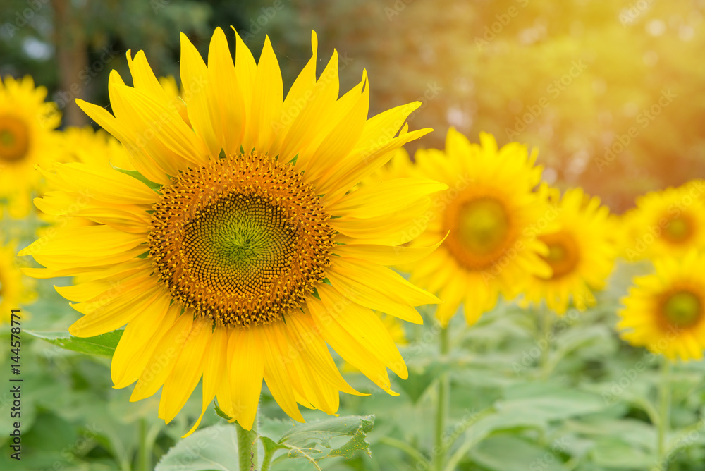 beautiful of Sunflower blooming in Sunflowers garden beautiful of Sunflower blooming in Sunflowers garden