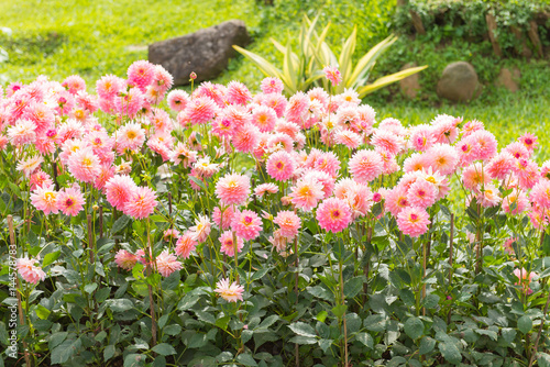 colorful of dahlia pink flower in Beautiful garden