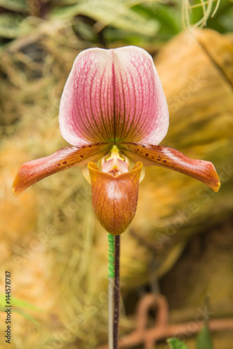 colorful of lady's slipper orchid in Beautiful garden (Paphiopedilum Callosum) photo