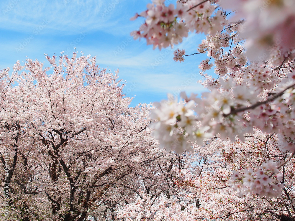 sakura flower or cherry blossom