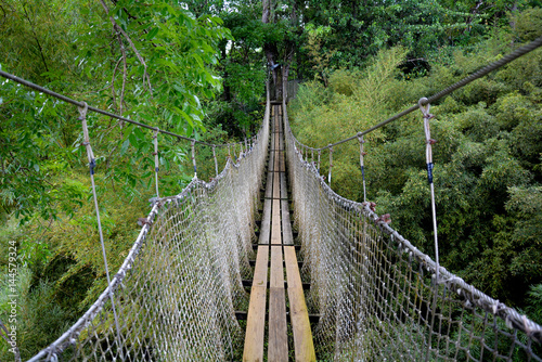 Fototapeta Naklejka Na Ścianę i Meble -  Pont suspendu en forêt tropicale