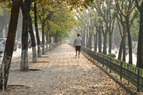 Fototapeta Naklejka Na Ścianę i Meble -  Peaceful and colorful lined trees path in the changing time of season in Hanoi, Vietnam, Asia
