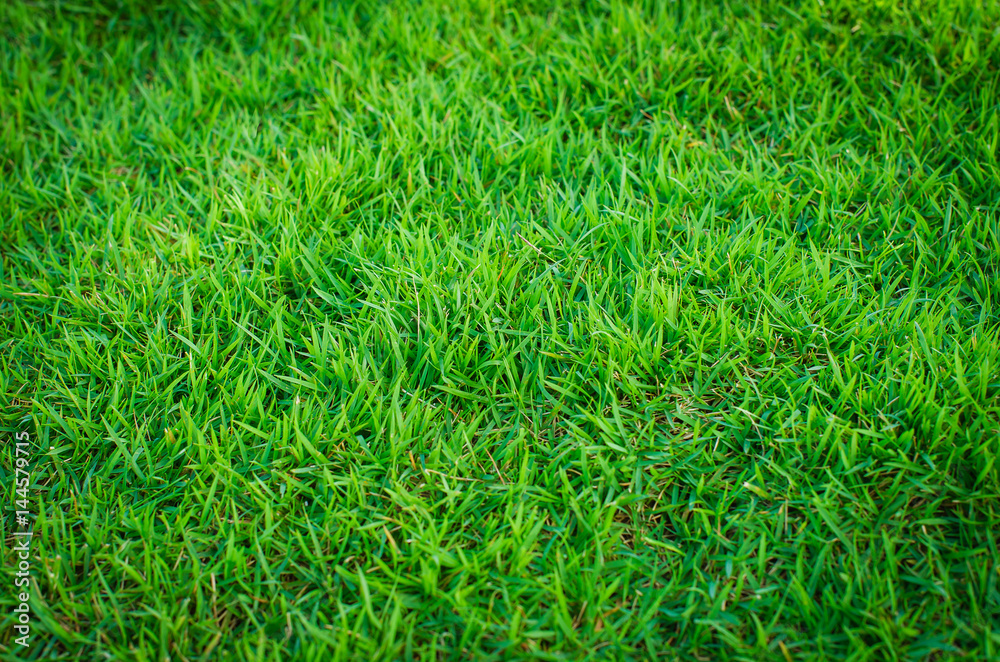 green lawn for background green lawn for background