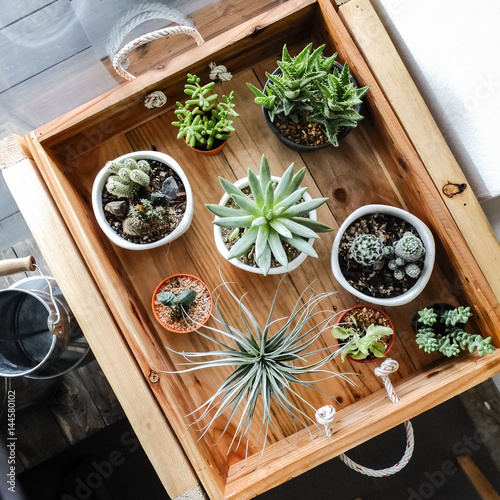 Various cactus in the wooden tray decoration for cafe,  restaurant or home