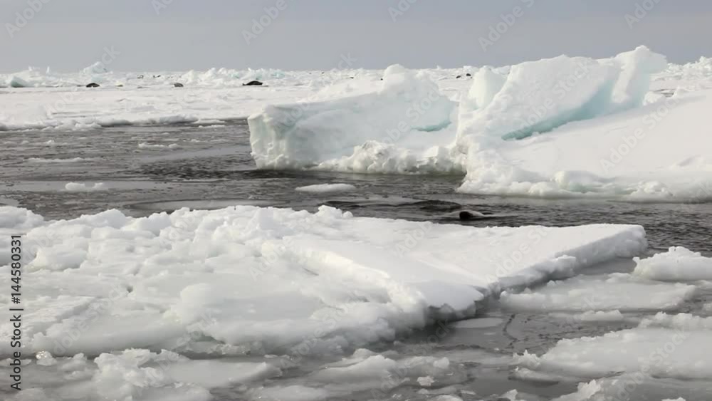 Many seals swim in ice water of White Sea in Russia. Predatory hunting wiped out a lot of pinnipeds. Ecotourism wants to stop the killing by poachers. Wild nature. Many seals swim in ice water of White Sea in Russia. Predatory hunting wiped out a lot of pinnipeds. Ecotourism wants to stop the killing by poachers. Wild nature.