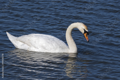 Mute Swan