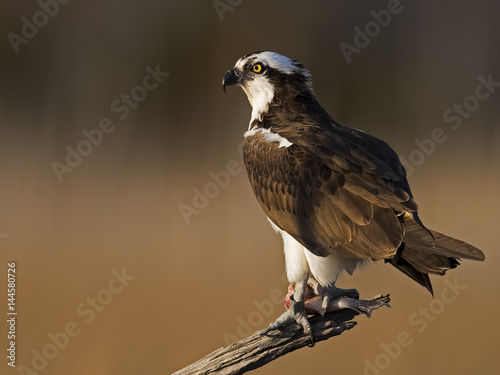 Schilderij op canvas Male Osprey in Tree With Fish