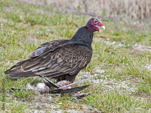 Turkey Vulture having a Meal