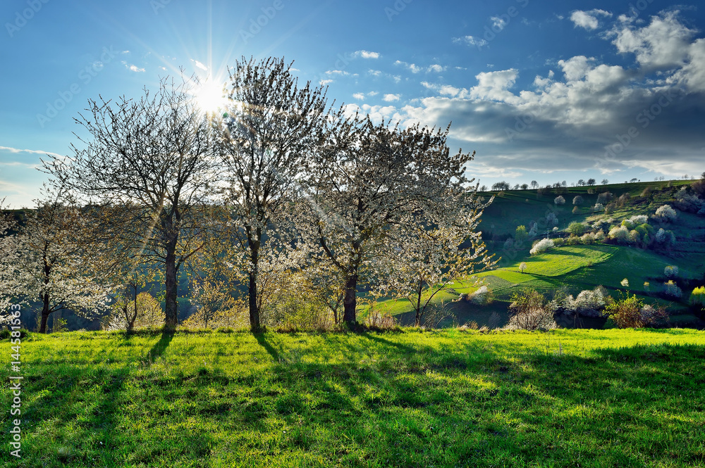 Spring landscape in Slovakia. Rural countryside in Polana region. Fields and meadows with blooming cherries Spring landscape in Slovakia. Rural countryside in Polana region. Fields and meadows with blooming cherries