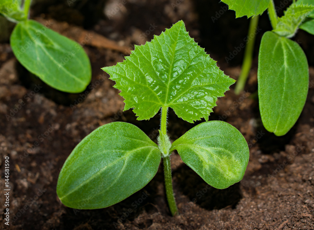 The first leaves of cucumber seeds