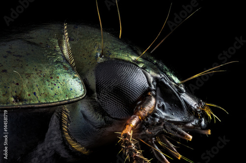 Extreme macro - Profile portrait of a green beetle photographed through a microscope at x10 magnification.