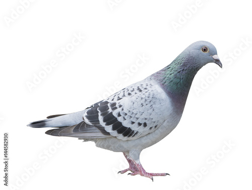 close up full body of speed racing pigeon bird blue check color isolated white background