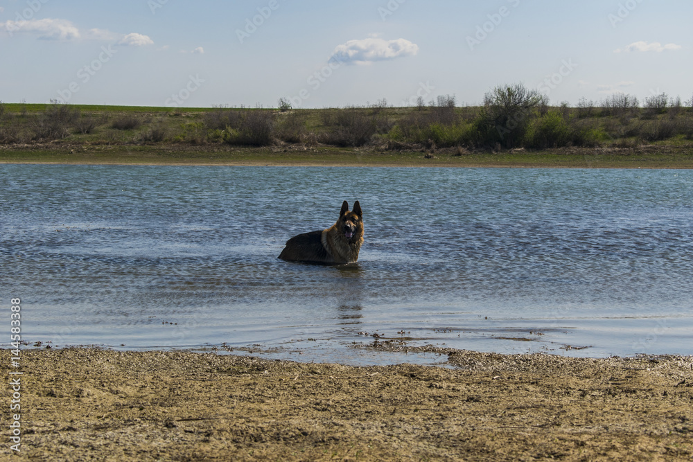 German shepherd dog playing in water German shepherd dog playing in water