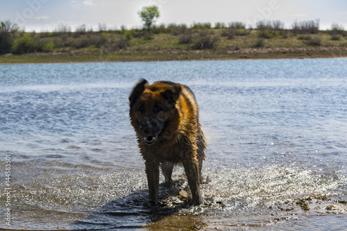German shepherd dog playing in water