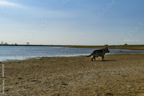 Fototapeta Naklejka Na Ścianę i Meble -  German shepherd dog playing in water