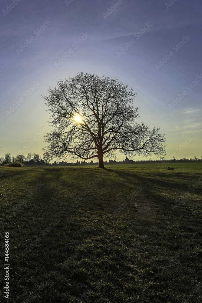 Einzelner Baum im Feld in der untergehenden Sonne