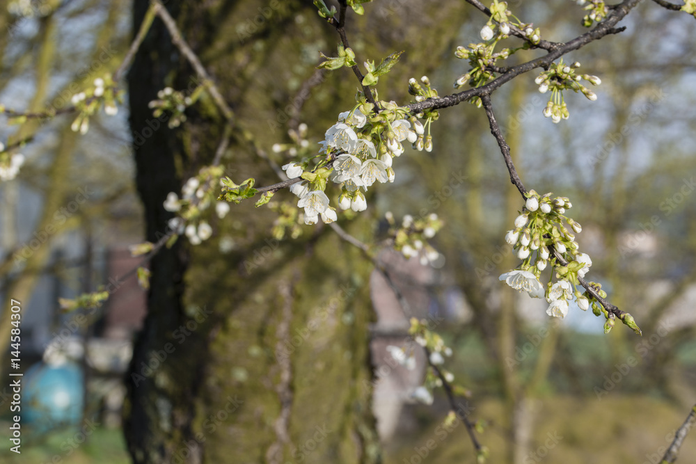 Pears and flowers of cherries with a piece of twig. Pears and flowers of cherries with a piece of twig.