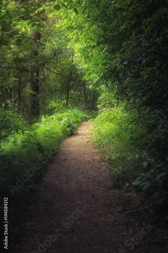 path in the forest lit by the sun © smolskyevgeny