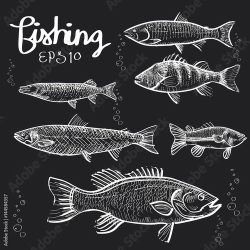 Fishs handdraw on blackboard,chalkboard vecor EPS 10.