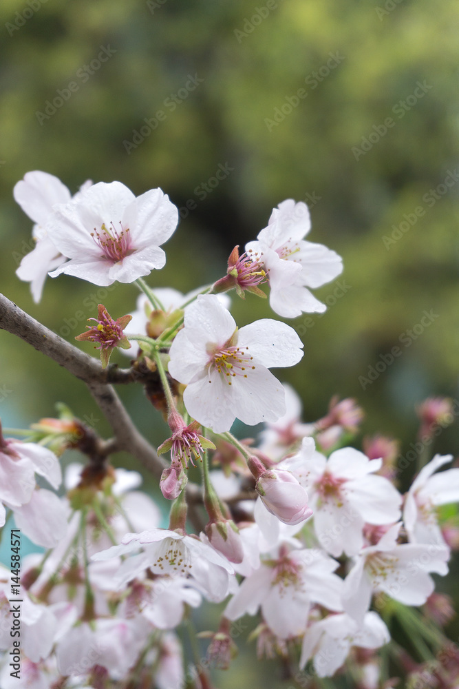 桜 桜