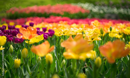 Fototapeta Naklejka Na Ścianę i Meble -  Flower tulips background. Beautiful view of color tulips