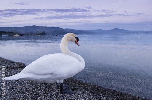 San bird on lake