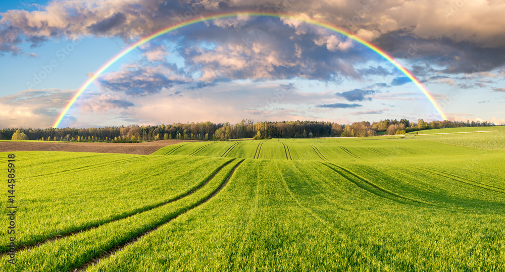Storm and rainbow over spring field of young cereal Storm and rainbow over spring field of young cereal