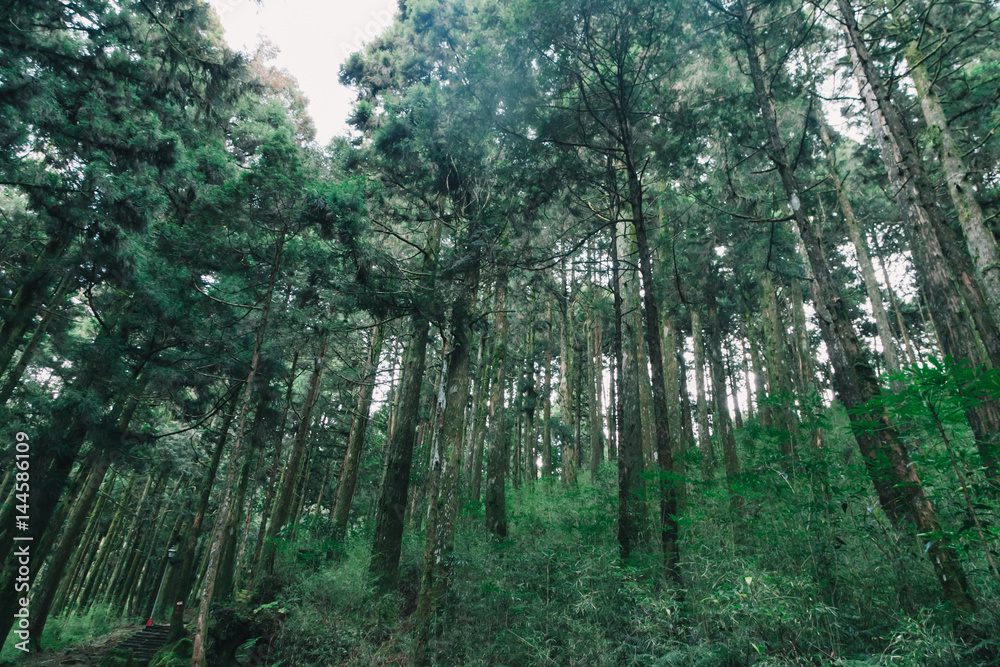 forest in Alishan taiwan,taichung forest in Alishan taiwan,taichung