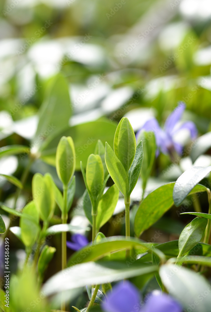 Obraz premium young leaves