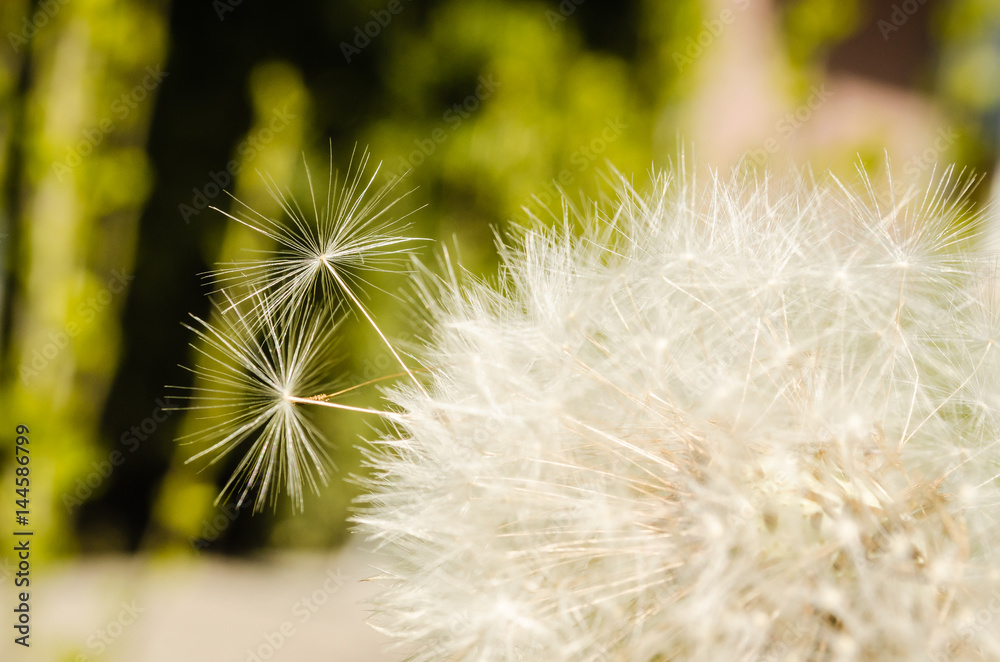 Obraz premium Dandelion