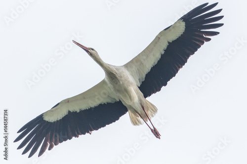 fliegender storch