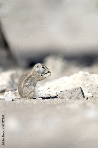 Ground Squirrel.