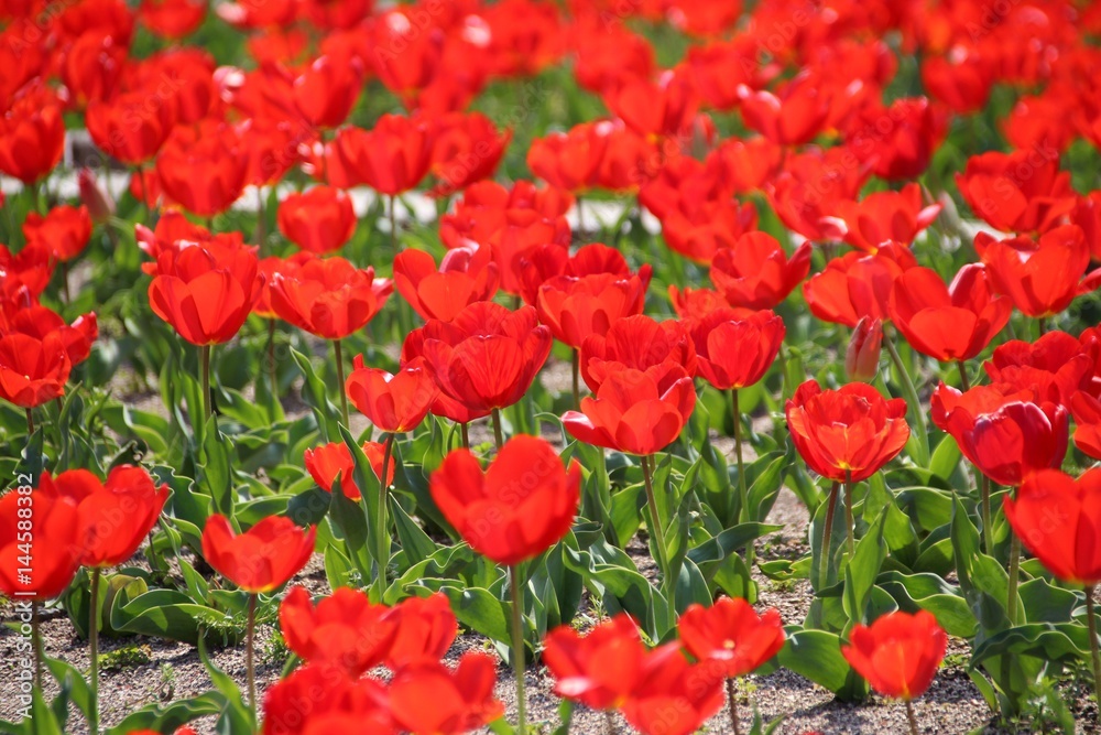 Obraz premium 色鮮やかなチューリップ