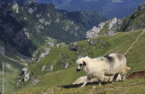 Sheep and mountain landscape