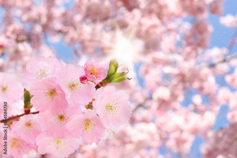 Obraz premium Kirschblüten im Frühling