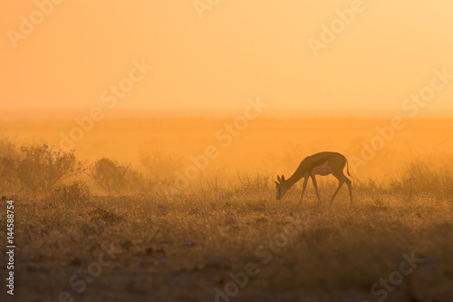 Springbok in golden morning light.