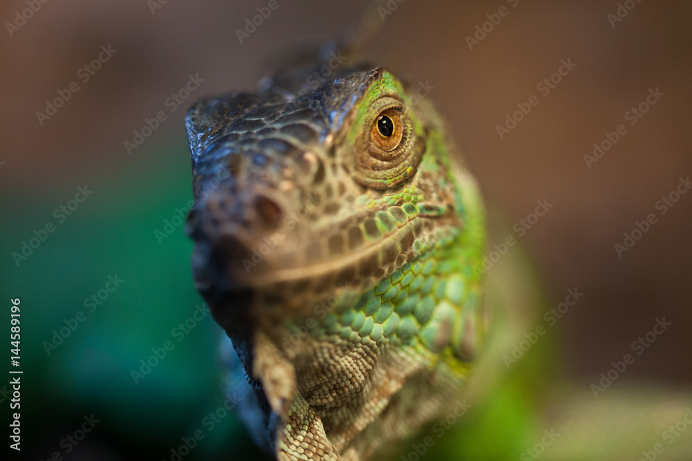 Fototapeta premium Closeup of green Iguana